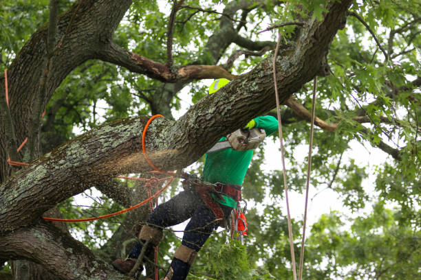 Reliable Peshtigo, WI Tree Services Solutions